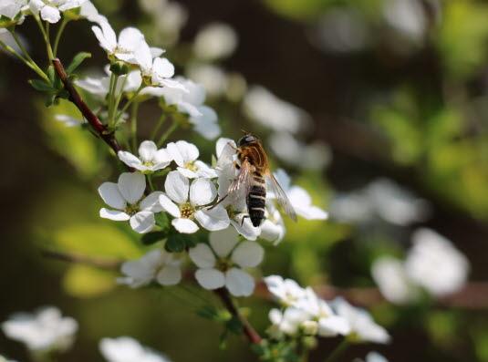 수중다리꽃등에