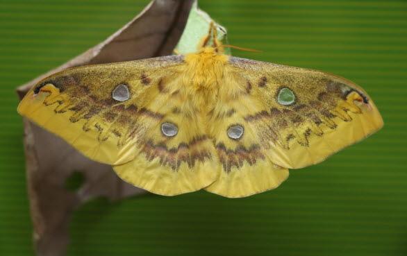 유리산누에나방 암컷