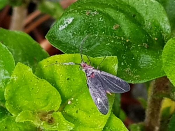 짚신깍지벌레 (수컷)