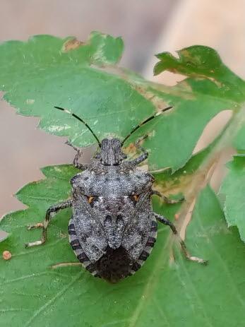 느티나무노린재