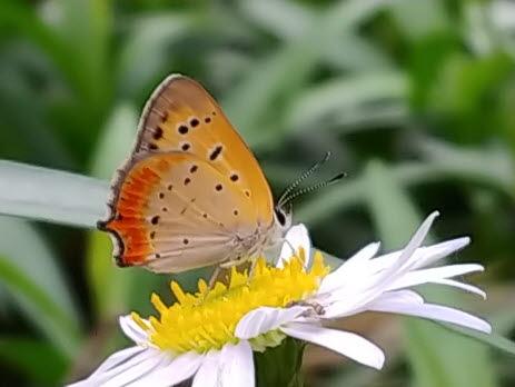 작은주홍부전나비