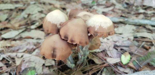 족제비눈물버섯