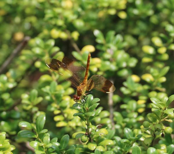날개띠좀잠자리