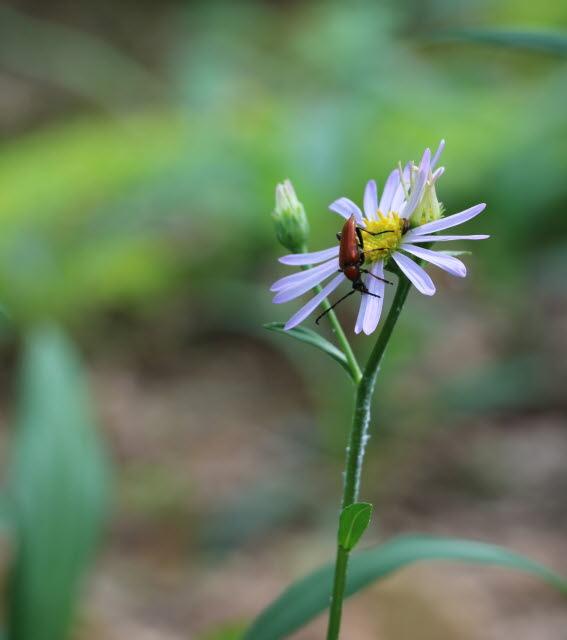 붉은산꽃하늘소