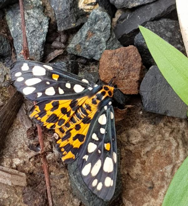 흰무니왕불나방