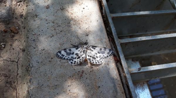 알락흰가지나방