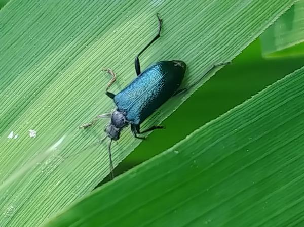 큰남색잎벌레붙이