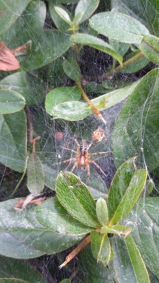 들풀거미