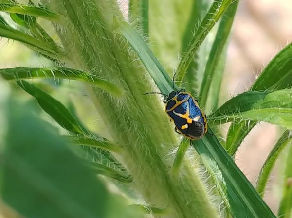 북쪽비단노린재